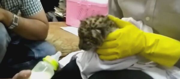 Hindistan’da bir yolcunun bavulundan leopar yavrusu çıktı - Sputnik Türkiye