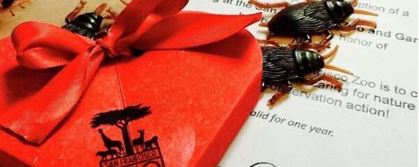 San Francisco Hayvanat Bahçesi San Francisco Hayvanat Bahçesi - Sputnik Türkiye