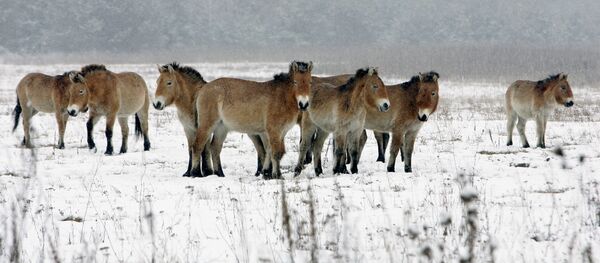 Çernobil'de yaşayan hayvanlar - Sputnik Türkiye
