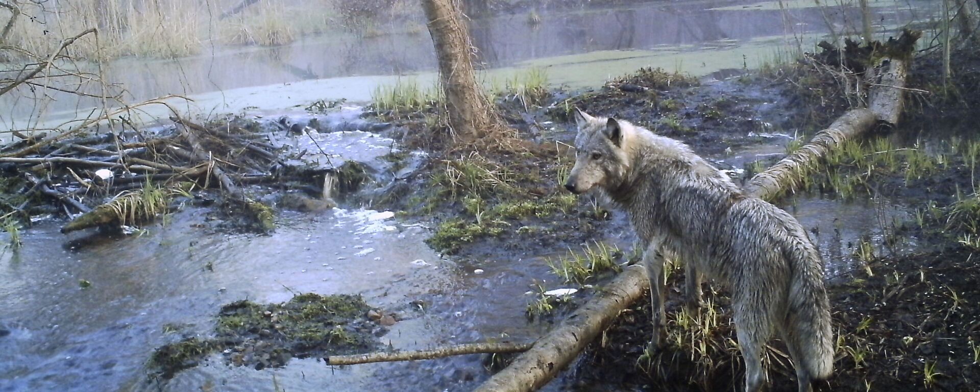 Vahşi kurt ilk kez alet kullanırken görüntülendi - Sputnik Türkiye, 1920, 26.11.2025