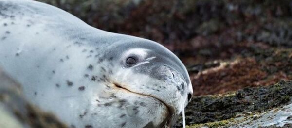 Fok Fok - Sputnik Türkiye