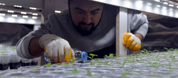 Sebze ve meyve fiyatları artınca evinin salonunu seraya çevirdi - Sputnik Türkiye