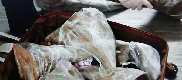 Atatürk Havalimanı'nda gergedan boynuzu ele geçirildi - Sputnik Türkiye