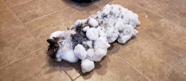 Soğuk havada donmuş kedi kurtarıldı - Sputnik Türkiye