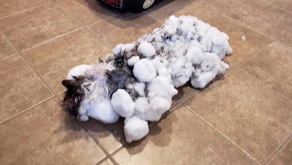 Soğuk havada donmuş kedi kurtarıldı - Sputnik Türkiye