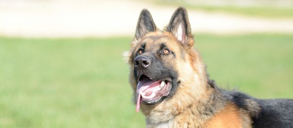 Alman çoban köpeği - Sputnik Türkiye