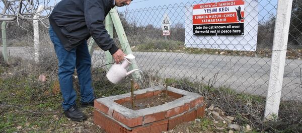 Kedi Yeşim - Sputnik Türkiye