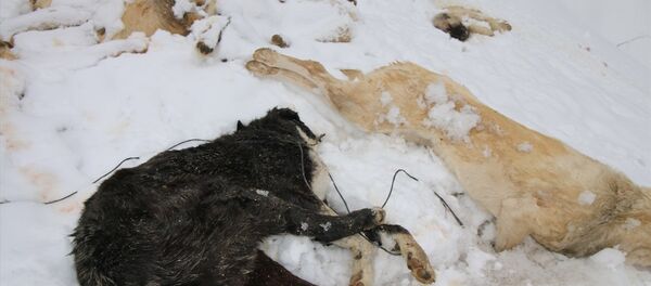 Konya'nın Bozkır ilçesinde 7 köpek, ayakları bağlı halde ölü bulundu. - Sputnik Türkiye