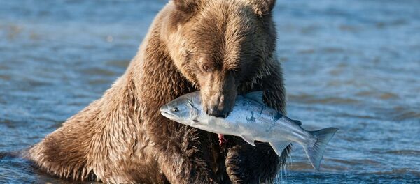 Ayı - Sputnik Türkiye