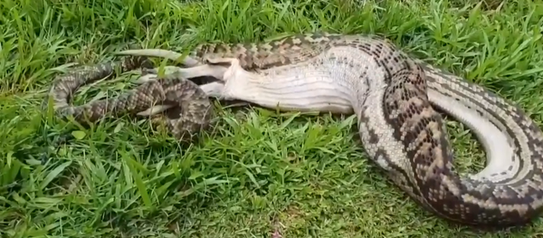 Avustralya - yılan Avustralya - yılan - Sputnik Türkiye