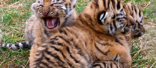 Sibirya kaplanı - Sputnik Türkiye