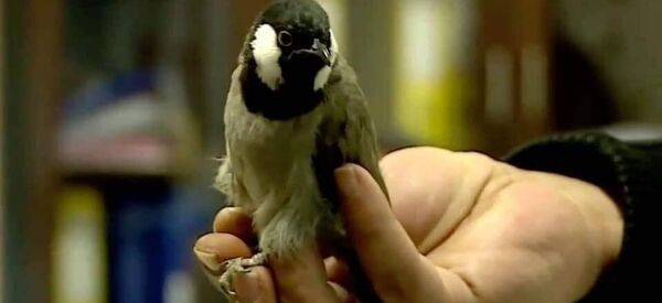 Avusturya, Iraklı kaçak bülbülü sınır dışı etti - Sputnik Türkiye