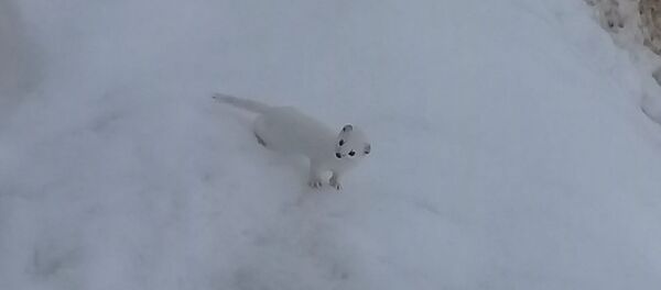 Beyaz Gelincik, Tunceli'de görüntülendi - Sputnik Türkiye
