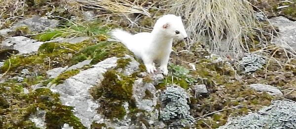 Beyaz Gelincik - Sputnik Türkiye