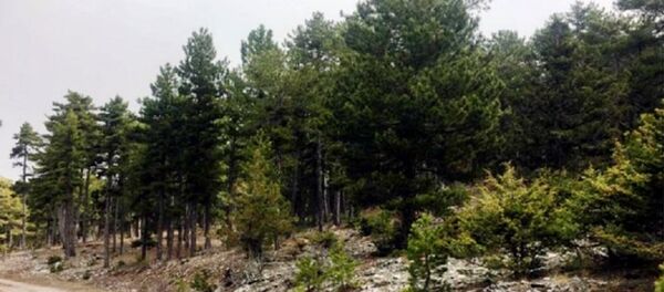 ağaç - Sputnik Türkiye