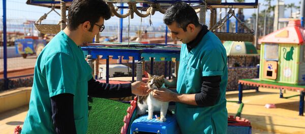 Miyav Park'ın muhtarı 'Mırmır' - Sputnik Türkiye