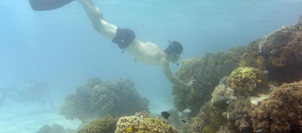 Avustralya Büyük set Resifi - Sputnik Türkiye