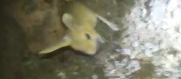 Kanguru faresi - Sputnik Türkiye