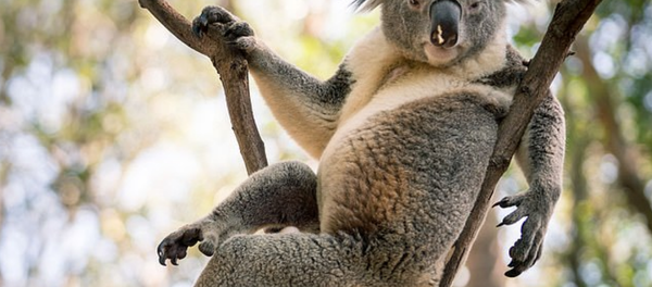 Avustralya'daki seksi koala - Sputnik Türkiye