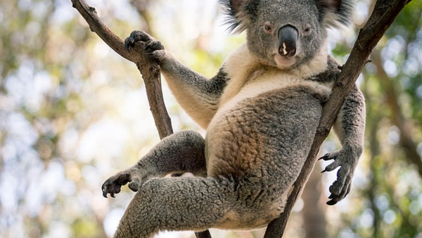 Avustralya'daki seksi koala - Sputnik Türkiye