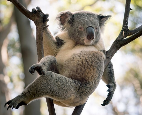 Avustralya'daki seksi koala - Sputnik Türkiye