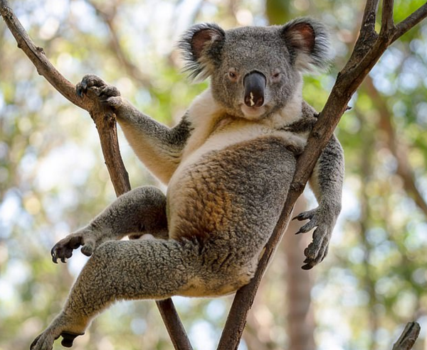 Avustralya'daki seksi koala - Sputnik Türkiye