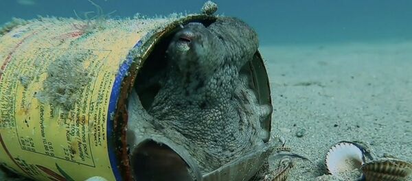 Ahtapotlar kendilerine çöplerden ev yaptı - Sputnik Türkiye