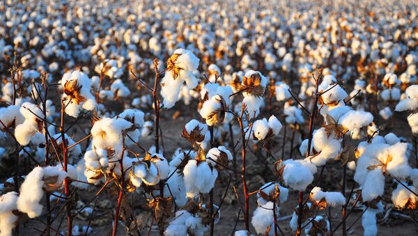Cotton Harvest - Sputnik Türkiye