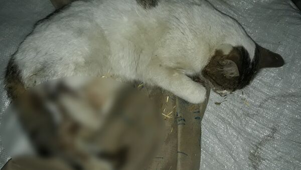 Tüfekle vurulmuş halde bulunan kedi kurtarılamadı - Sputnik Türkiye