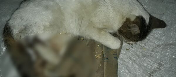 Tüfekle vurulmuş halde bulunan kedi kurtarılamadı - Sputnik Türkiye