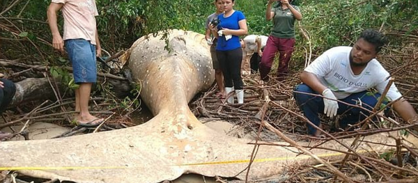 Amazon ormanlarında kambur balina ölüsü bulundu - Sputnik Türkiye
