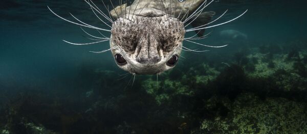 2019 Sony Dünya Fotoğrafçılık Yarışması'nda Ulusal Ödül kazananlar - Sputnik Türkiye