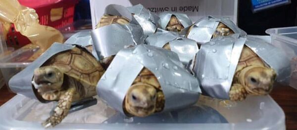 Filipinler - Kaplumbağa ele geçirildi Filipinler - Kaplumbağa ele geçirildi - Sputnik Türkiye