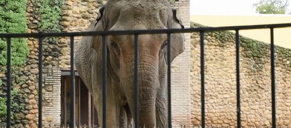 Fil Flavia - Sputnik Türkiye