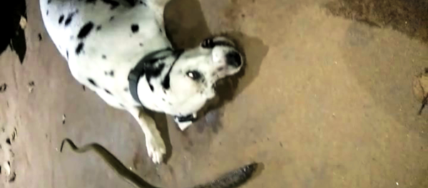 Hindistan’da bir köpek, sahiplerinin uyuduğu eve girmeye çalışan kobrayı hayatı pahasına durdurmayı başardı. Hindistan’da bir köpek, sahiplerinin uyuduğu eve girmeye çalışan kobrayı hayatı pahasına durdurmayı başardı. - Sputnik Türkiye