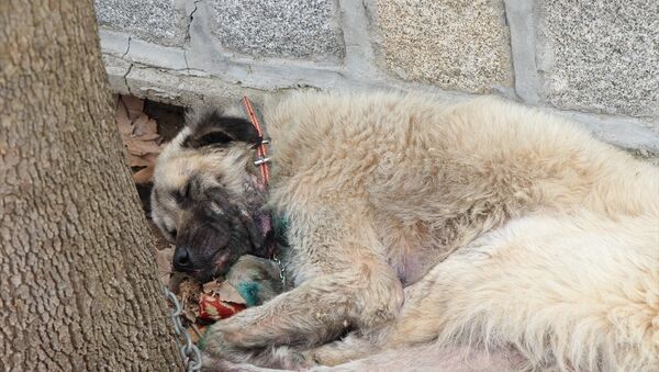 İzmir'de, bir köpeğin otomobilin arkasına iple bağlanıp sürüklendiği görüntünün sosyal medyada paylaşılmasının ardından köpeğin sahibi gözaltına alındı, köpek hayvanseverler tarafından veterinere götürüldü. - Sputnik Türkiye