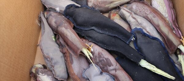 Sınırdan kaçak sokulmaya çalışılan papağanlar - Sputnik Türkiye