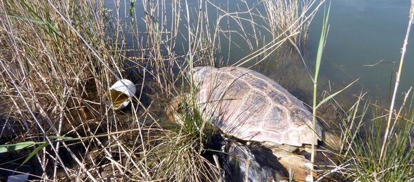 Muğla'da 2 caretta caretta ölü bulundu - Sputnik Türkiye