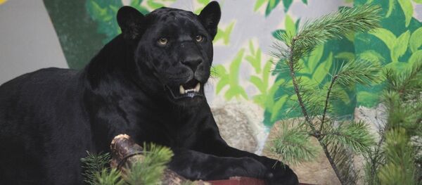 Jaguar - Sputnik Türkiye