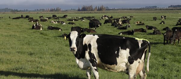 Yeni Zelanda'da bir çiftlik - Sputnik Türkiye