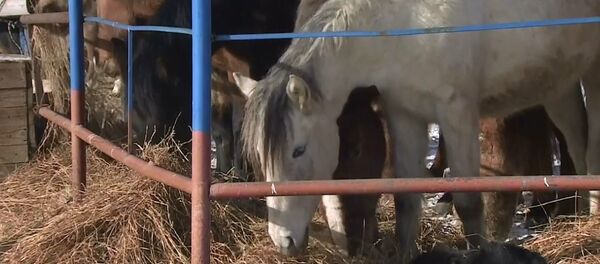 Ölüme gönderilen atları kurtarıp barınak kurdu - Sputnik Türkiye