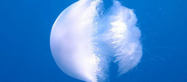 denizanası - Sputnik Türkiye