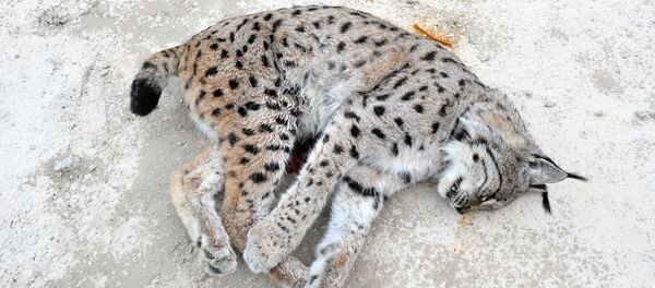Trabzon'da nesli tükenen vaşak silahla öldürüldü - Sputnik Türkiye