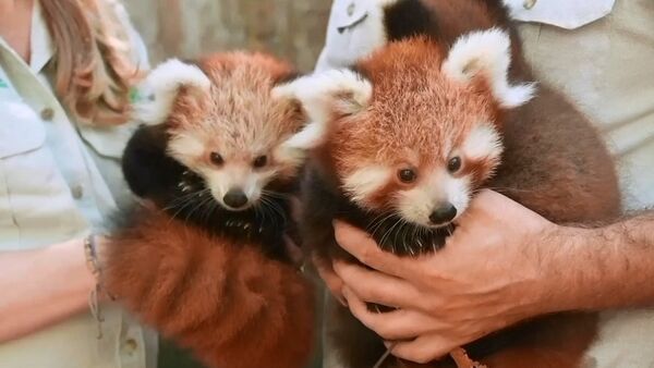 Avustralya'da sevimliliğiyle şaşırtan kırmızı panda yavruları heyecanı - Sputnik Türkiye