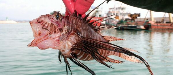 zehirli aslan balığı - Sputnik Türkiye