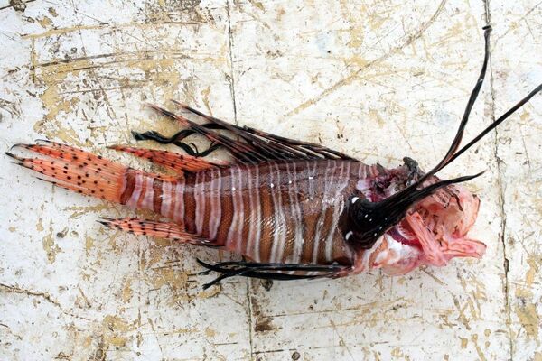 aslan balığı - Sputnik Türkiye