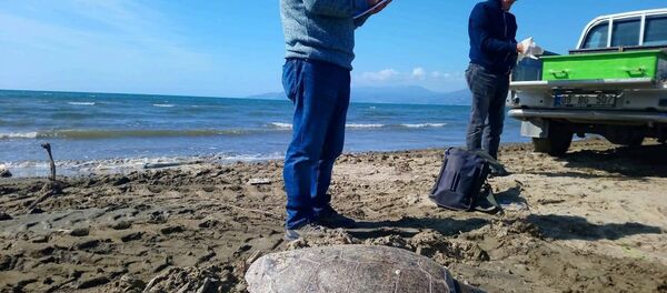 Kuşadası'nda yunus ve caretta caretta ölüleri bulundu - Sputnik Türkiye