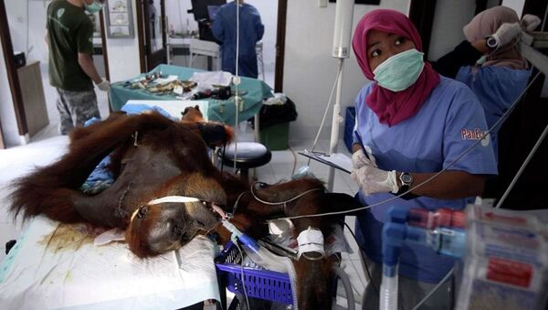 Endonezya’da bir orangutan üzerine isabet eden 74 tüfek saçmasına rağmen hayatta - Sputnik Türkiye