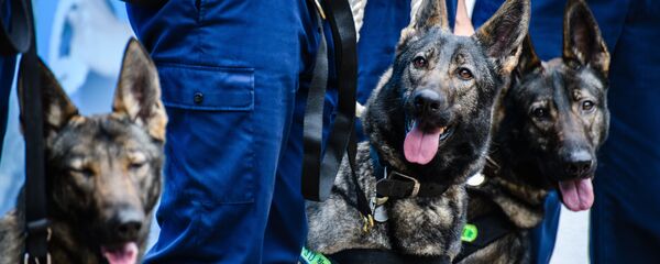 Çin polis köpeği - Sputnik Türkiye