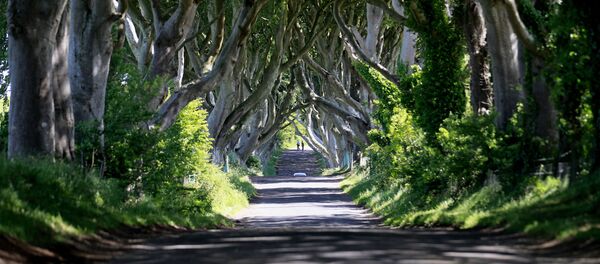 Dünyanın en güzel ağaçları - Sputnik Türkiye